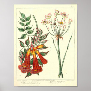  botanisch Poster - Wilde bloem