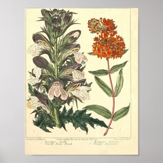 botanisch Poster - Wilde bloem (Voorkant)