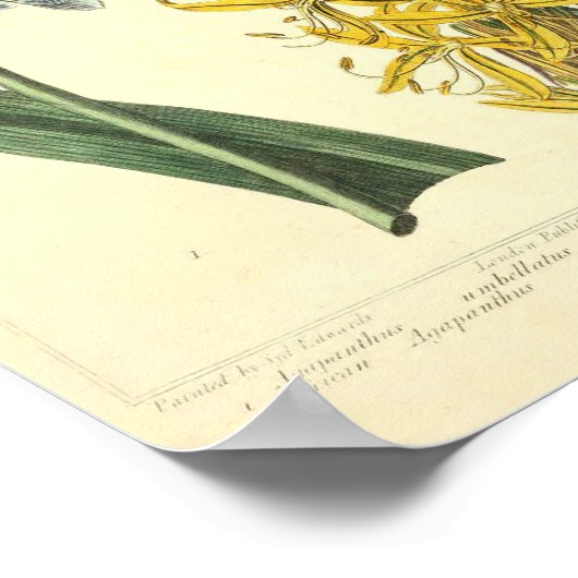  botanisch Poster - Wilde bloem (Hoek)