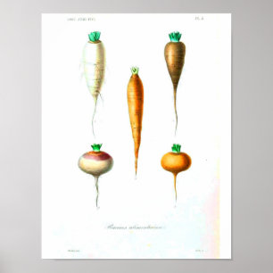  botanisch Poster - wortelen