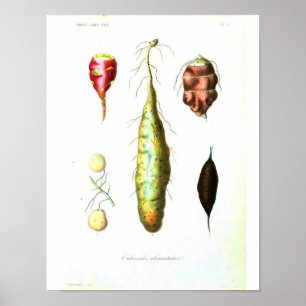  botanisch Poster - wortelgroenten