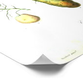  botanisch Poster - wortelgroenten (Hoek)