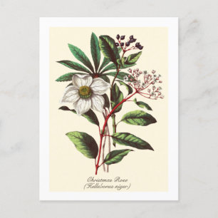  Botanisch Roos met kerstmis Vloer Bouquet Briefkaart
