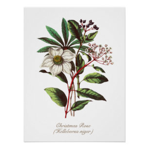 Botanisch Roos voor Kerstmis Vloer Bouquet Po Perfect Poster
