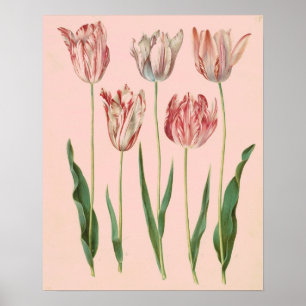  botanisch Tulp Poster, Bleek Roze Poster