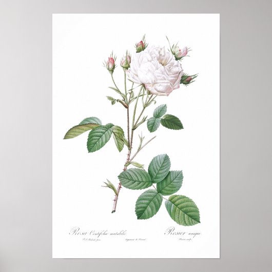 BOTANISCH "WITTE CABBAGE ROOS" REDOUTÉ POSTER (Voorkant)