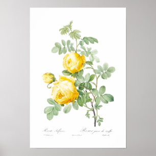 BOTANISCH "YELLOW ROSE" REDOUTÉ POSTER