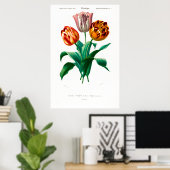  botanische afbeelding van een tulp poster (Thuiskantoor)