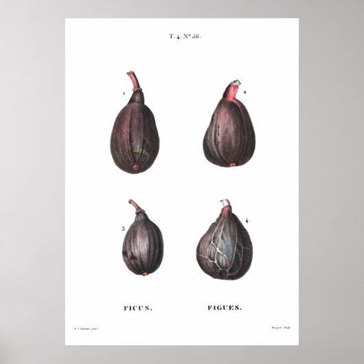 botanische afbeelding van figuren poster (Voorkant)