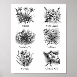 Botanische afbeeldingen poster