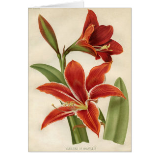 botanische afdruk - Amaryllis