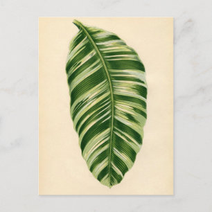 Botanische afdruk - Banaan (musa vittata) Briefkaart