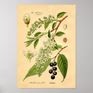 Botanische afdruk - Bird Cherry (Padus avium) Poster