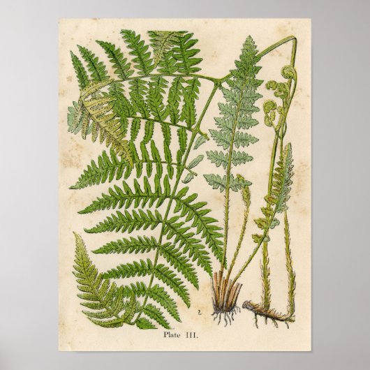 botanische afdruk - Bracken / Ferns Poster (Voorkant)