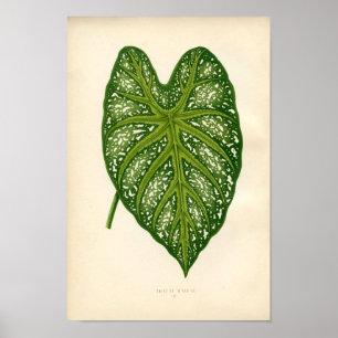 Botanische afdruk - Caladium Leaf Poster
