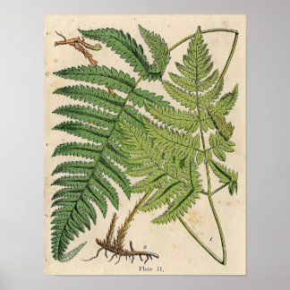  botanische afdruk - Ferns Poster