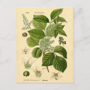 Botanische afdruk - gifijsheek (Toxicodendron) Briefkaart