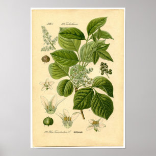 Botanische afdruk - gifijsheek (Toxicodendron) Poster