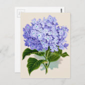 Botanische afdruk — Hydrangea Briefkaart (Voorkant / Achterkant)