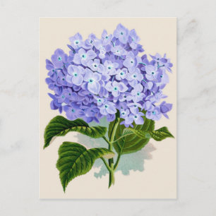 Botanische afdruk — Hydrangea Briefkaart