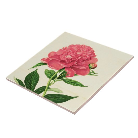 botanische afdruk, koraalroze pony tegeltje (Zijkant)