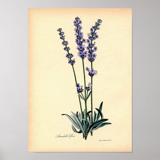  botanische afdruk - lavender poster (Voorkant)