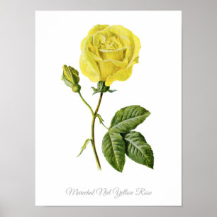 Botanische Afdruk Maréchal Niel Yellow Rose Poster