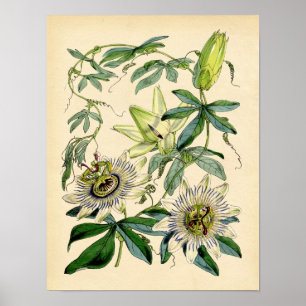 Botanische afdruk - Passievloer (Passiflora) Poster