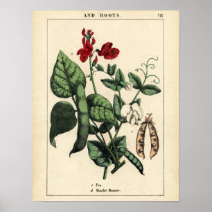 Botanische afdruk - Pea & Scarlet Runner Bean Poster