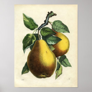  botanische afdruk - peren poster