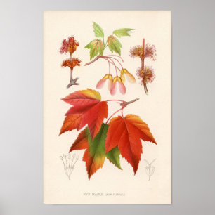 Botanische afdruk - Rode Mapel (acer rubrum) Poster