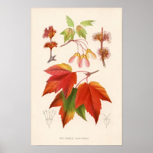 Botanische afdruk - Rode Mapel (acer rubrum) Poster (Voorkant)