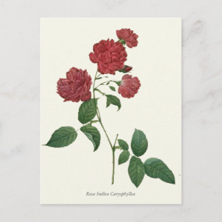Botanische afdruk  rode rozen briefkaart