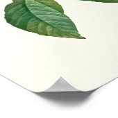 Botanische afdruk rode rozen poster (Hoek)