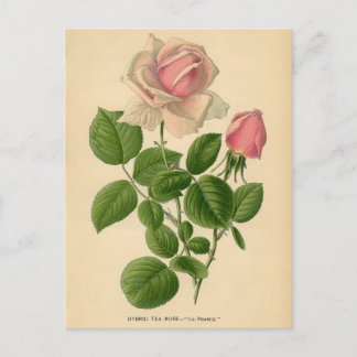 Botanische afdruk - Roos thee Briefkaart