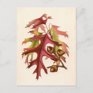 Botanische afdruk - Scarlet Oak (quercus coccinea) Briefkaart
