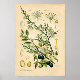 Botanische afdruk - Sleuf (Prunus spinosa) Poster