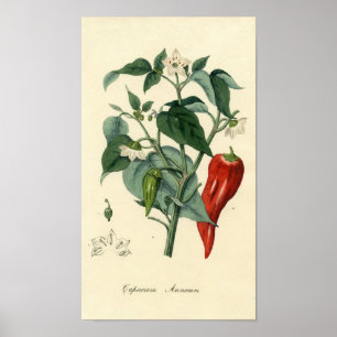 Botanische afdruk - Spaanse peper - jaarlijks Caps Poster