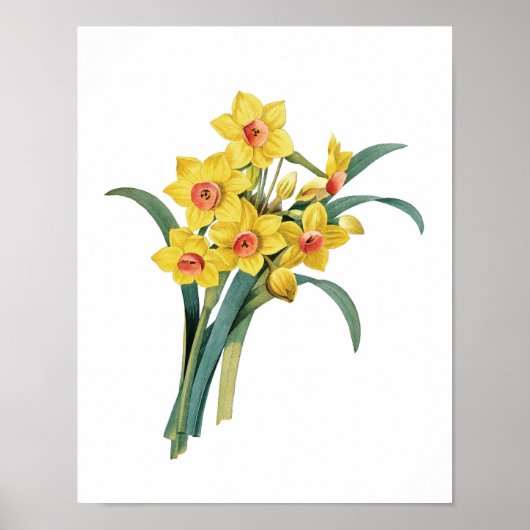 Botanische afdruk van DAFFODILS origineel door Red Poster (Voorkant)