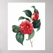 Botanische afdruk van de originele CAMELIA-tekst v Poster (Voorkant)