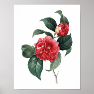 Botanische afdruk van de originele CAMELIA-tekst v Poster