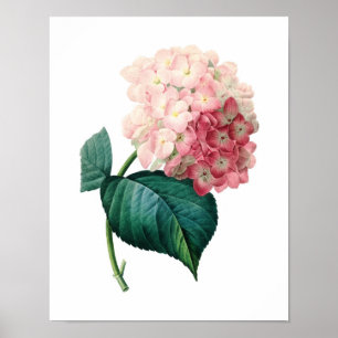 Botanische afdruk van HYDRANGEA origineel door Red Poster