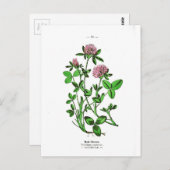  botanische afdruk van klaver briefkaart (Voorkant / Achterkant)