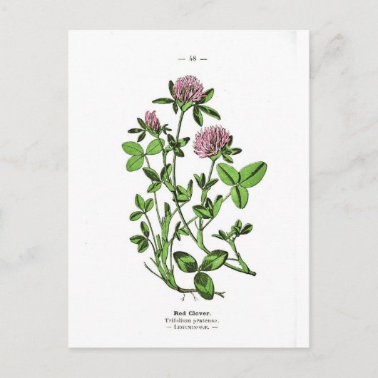  botanische afdruk van klaver briefkaart (Voorkant)