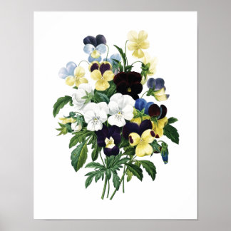 Botanische afdruk van PANSIES origineel door Redou Poster