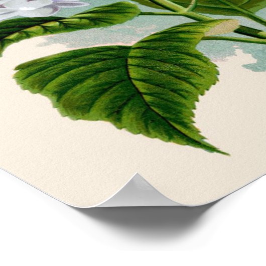 Botanische afdruk - Witte hydrangea Poster (Hoek)