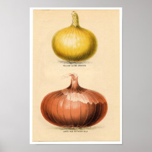  botanische afdrukken - Uien Poster