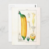 botanische afdrukken van bananen briefkaart (Voorkant / Achterkant)