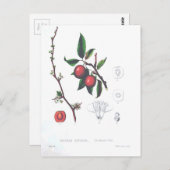 Botanische afdrukken van  fruitkersen briefkaart (Voorkant / Achterkant)