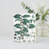botanische afdrukken van groene thee briefkaart (Staand voorkant)